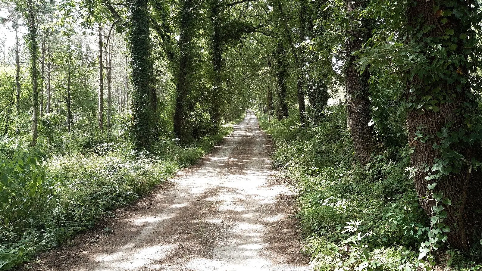 L'allée principale sous l'ombre des arbres