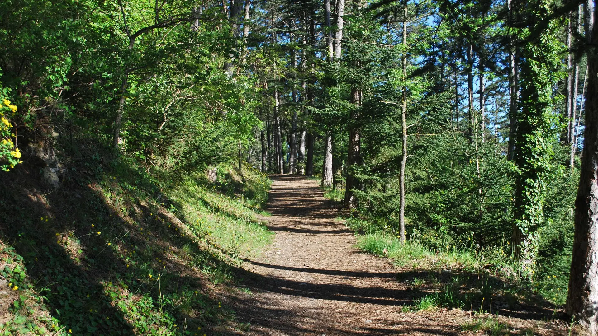Agréable sentier ombragé