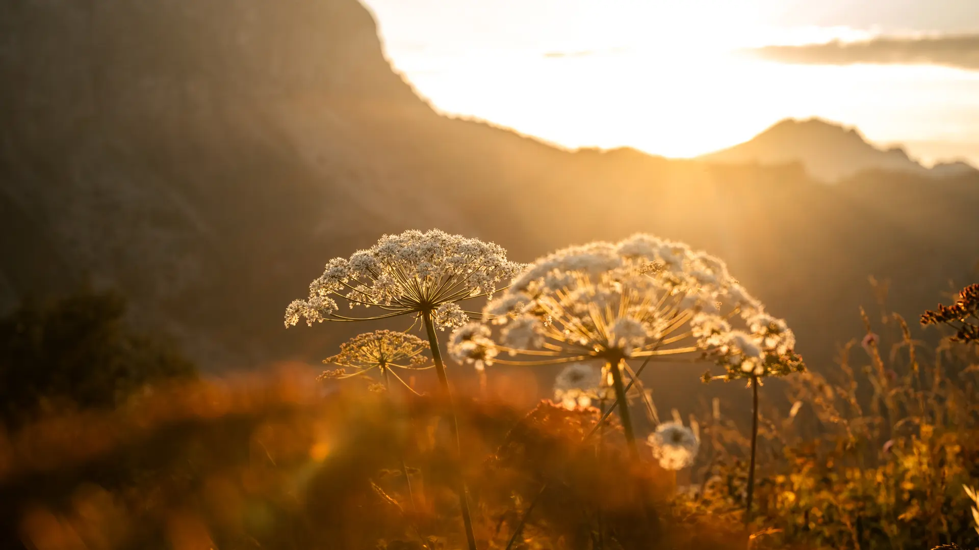 Fleurs au crépuscule