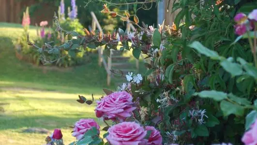 Les fleurs de mon jardin Allier Auvergne