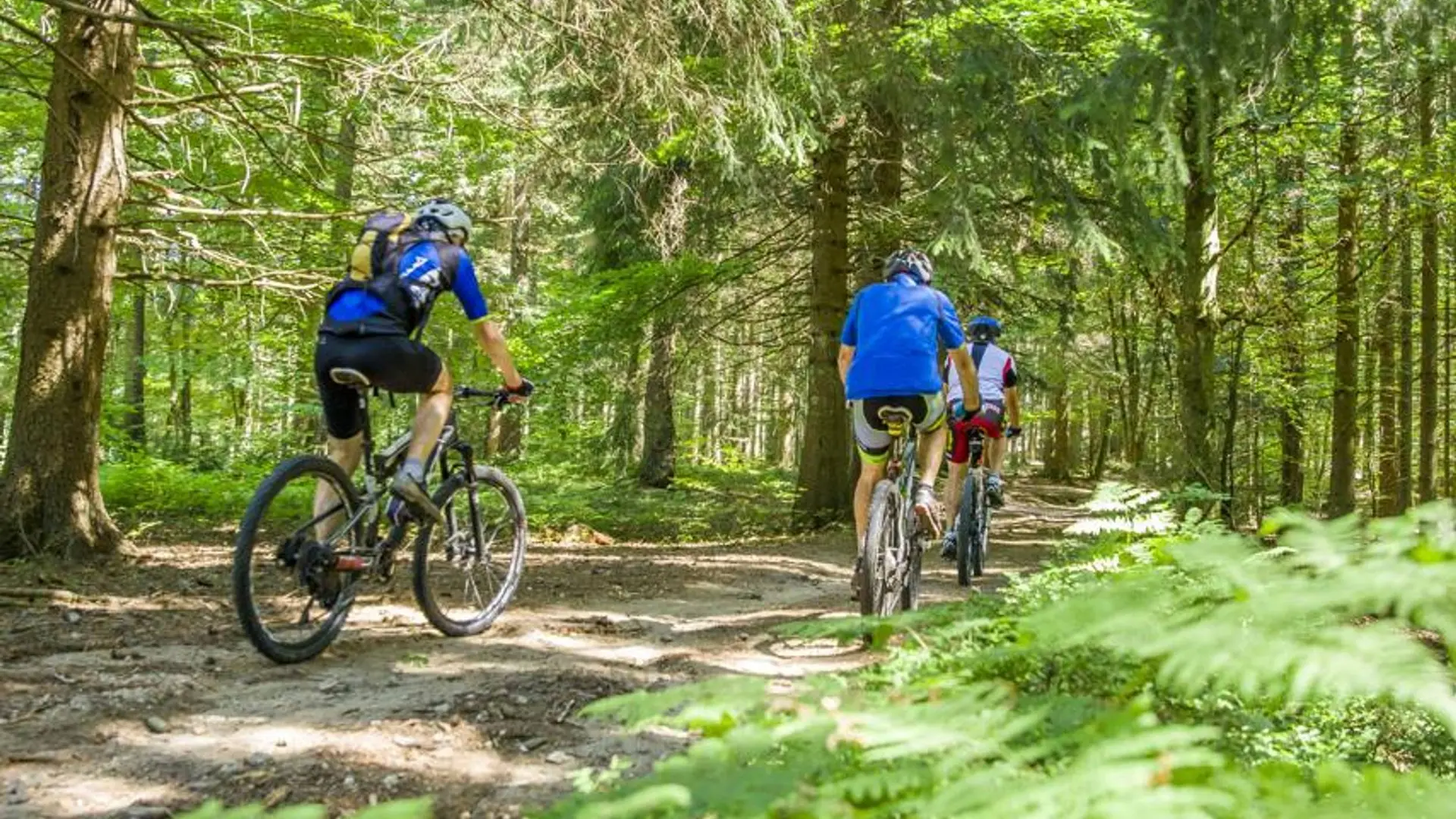 En VTT sous les arbres majestueux