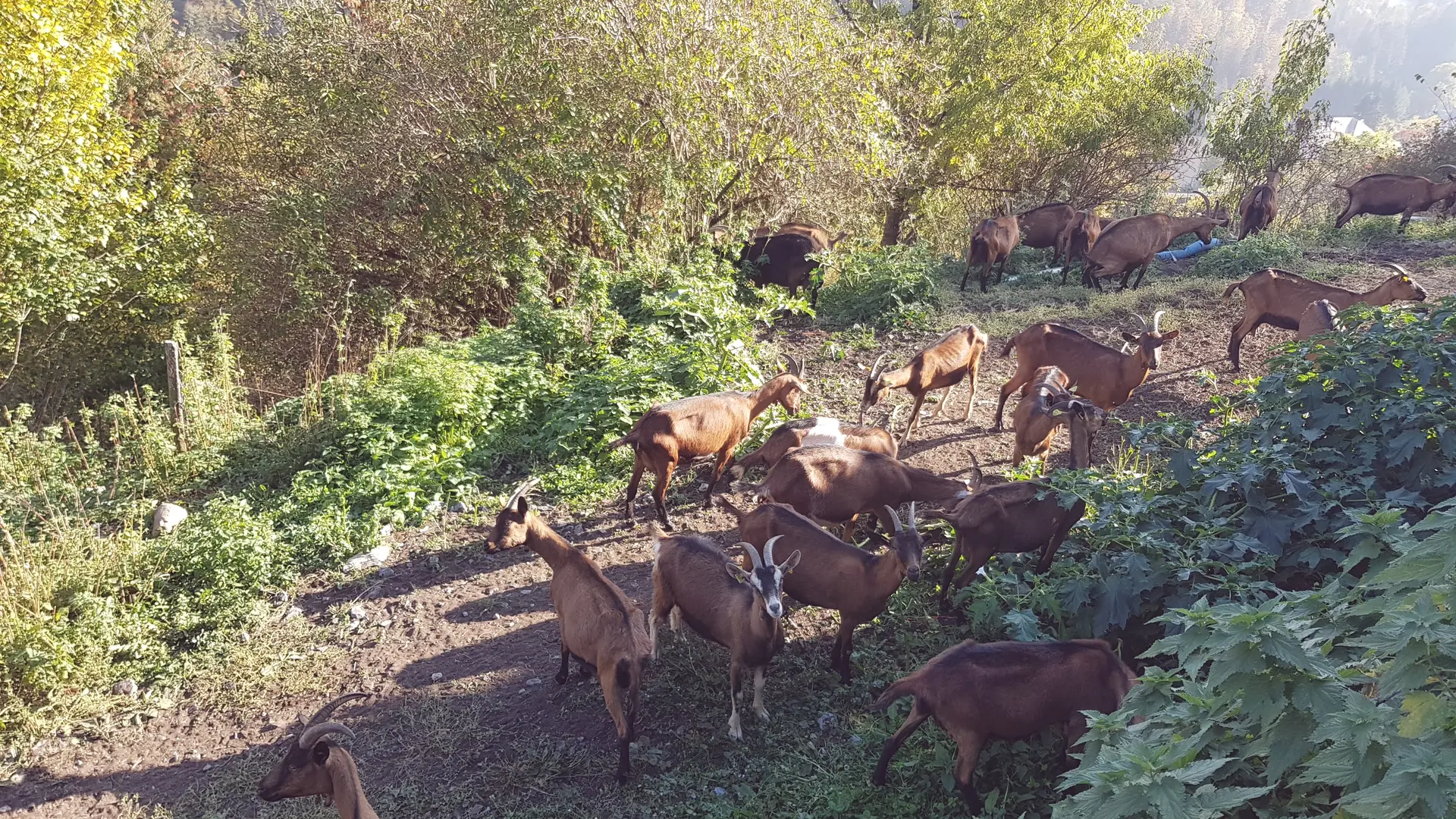 La Ferme du Petit Mont