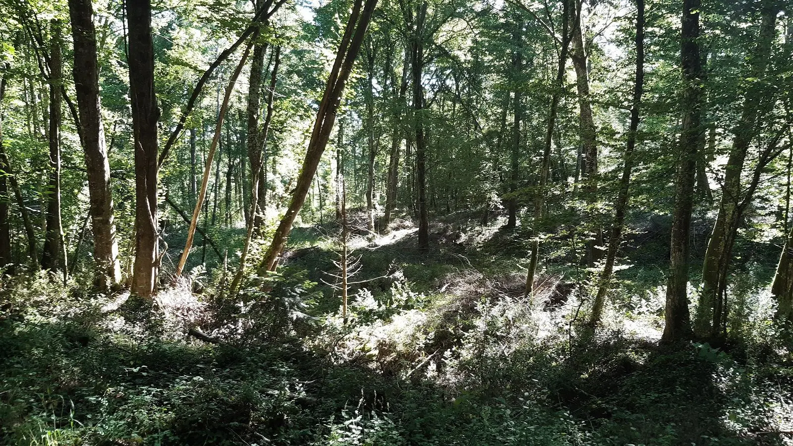 La forêt au coeur de votre séjour