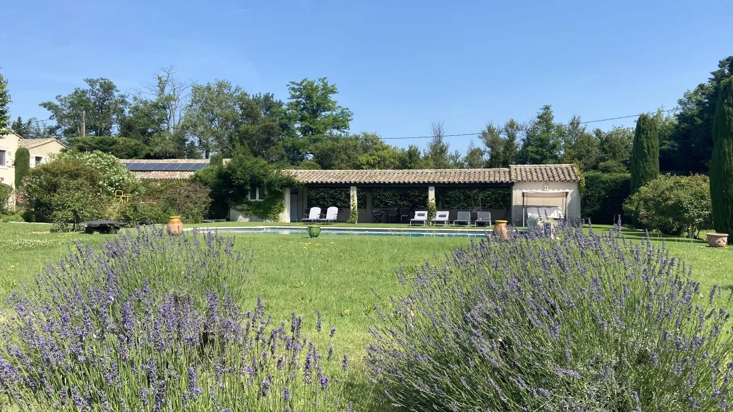 lavandes devant la piscine