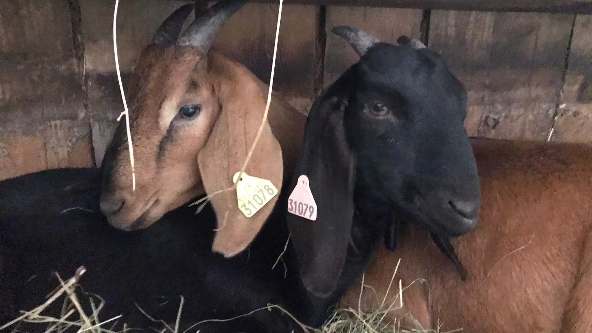 Auberge de la Grange des Plans_Haut Valromey