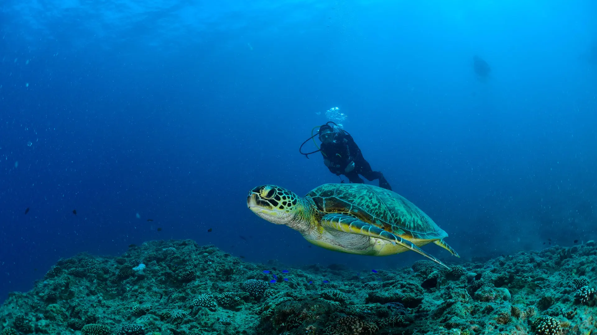 Plongée avec Odyssey Diving