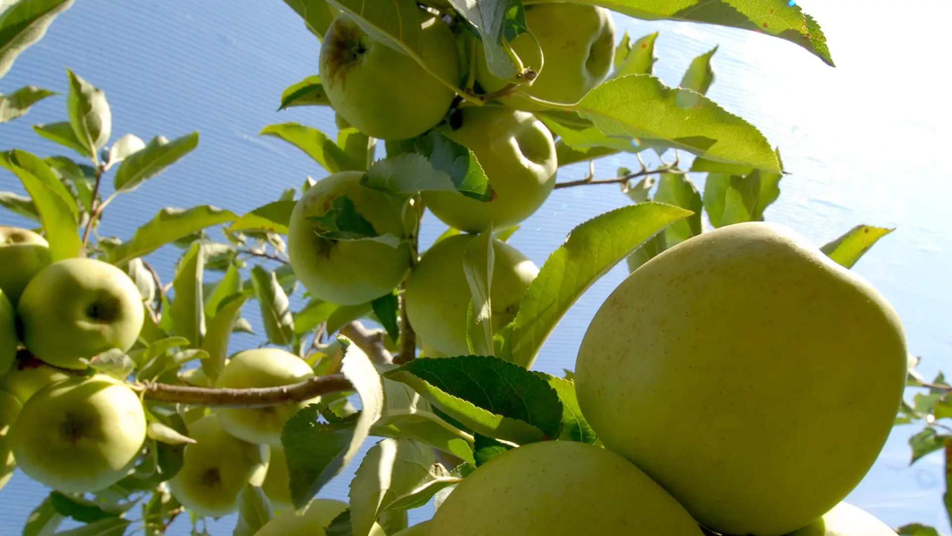 Pomme golden