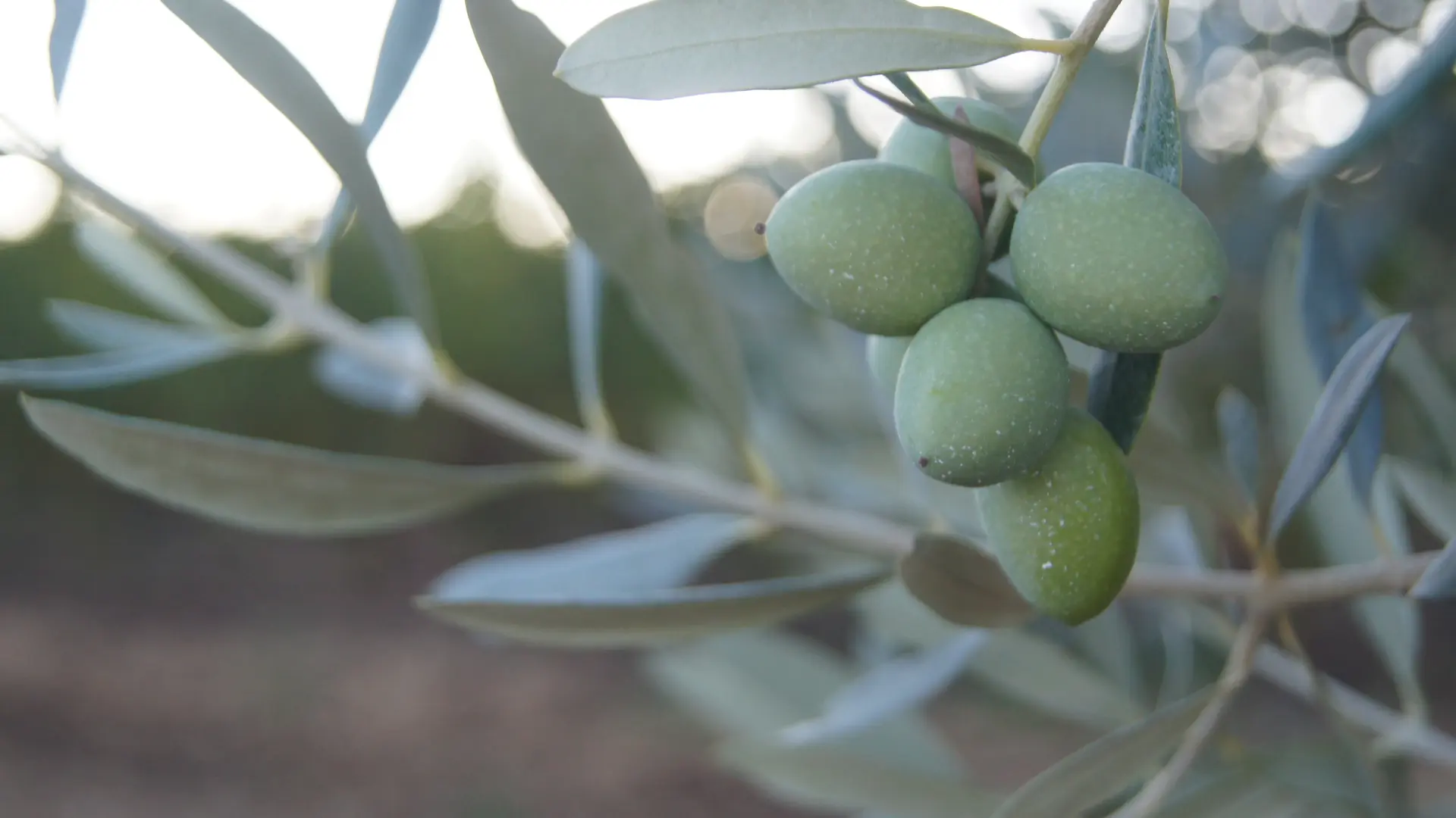 Olives de la Terrasse d'Adrien