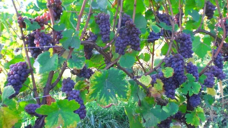 Vignes