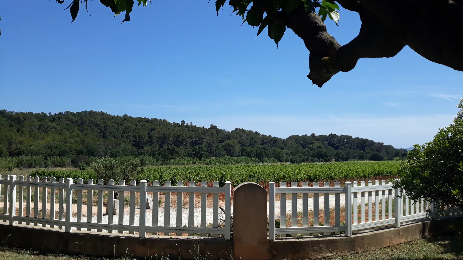 Villa Sous les Pins avec terrasse face aux vignes