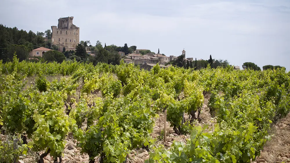 Vignoble de Châteauneuf - AKTA