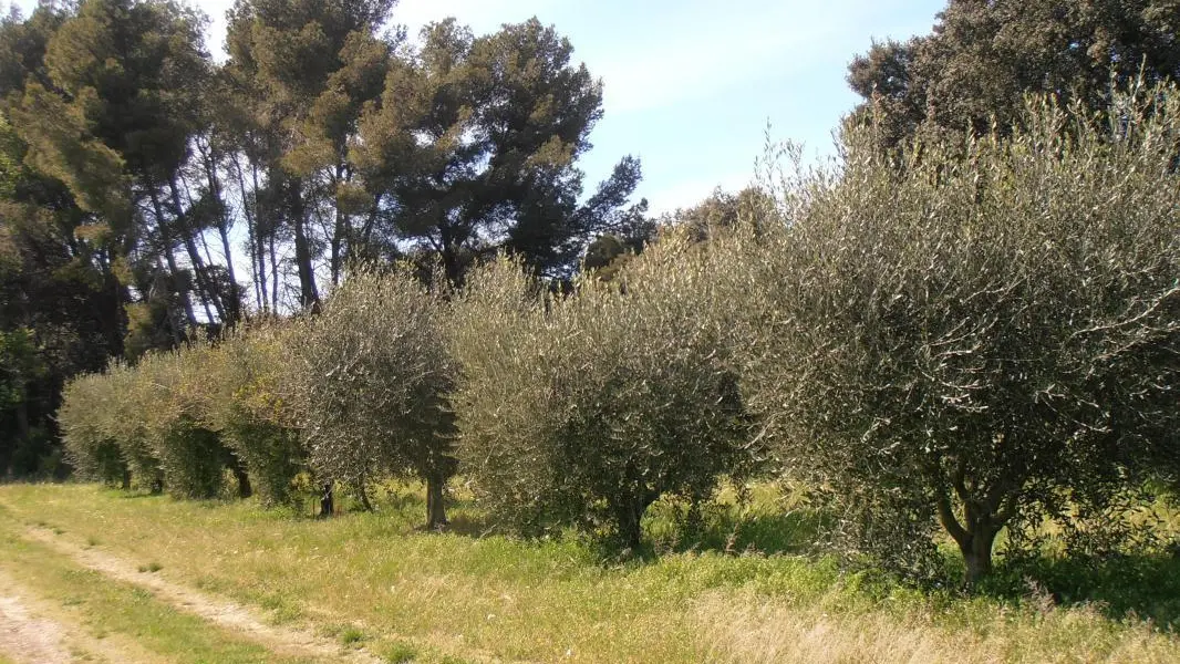 le champs oliviers  derrière le gîte