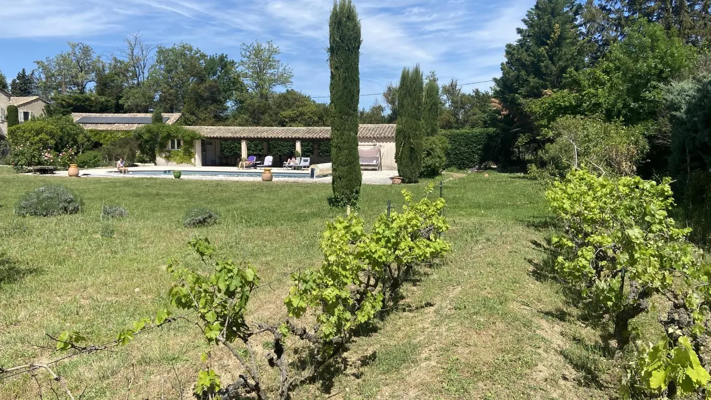 Vignes (36 pieds produisant du raison en Août et Septembre))