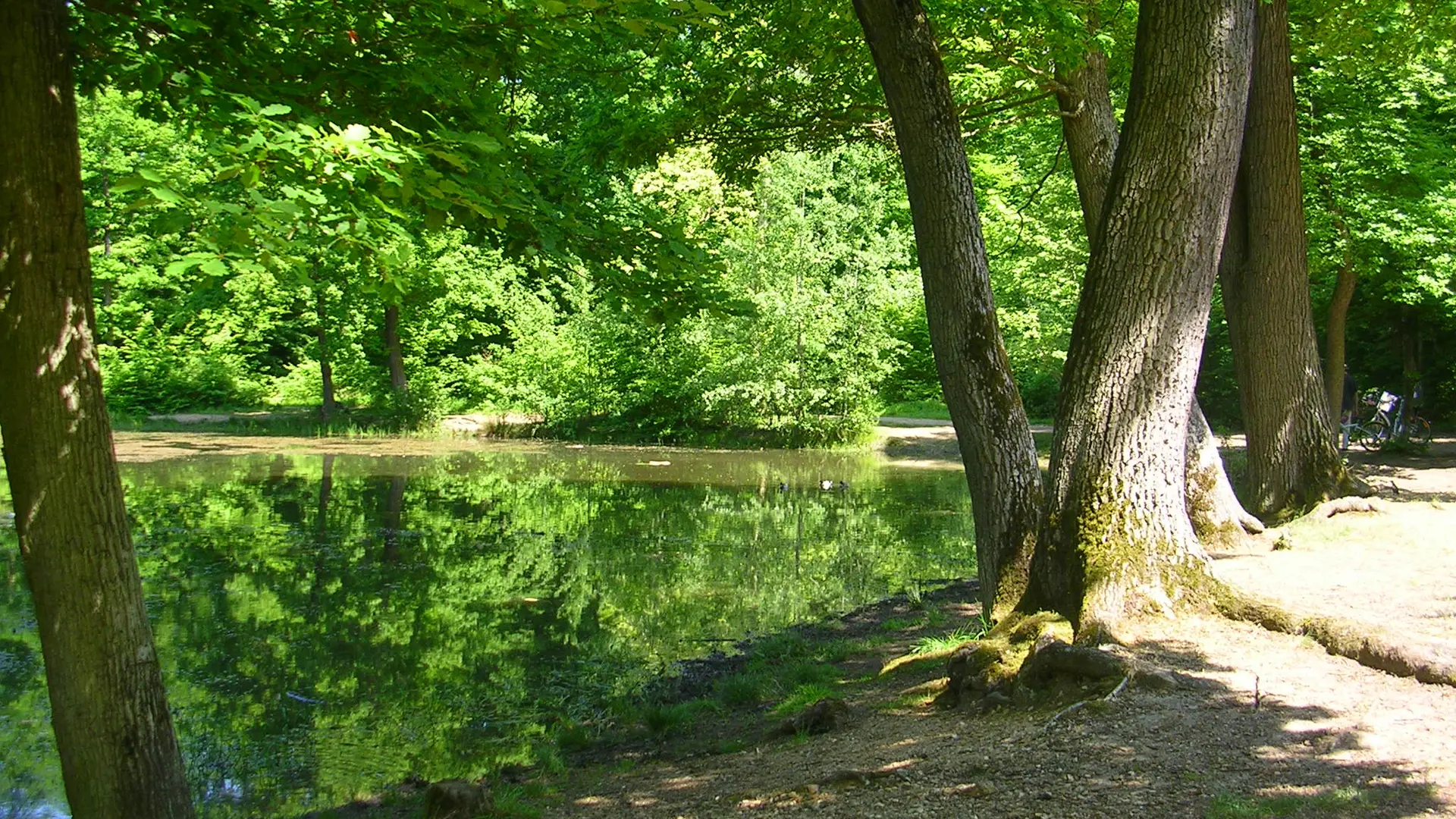 Etape 6 - La mare aux canes