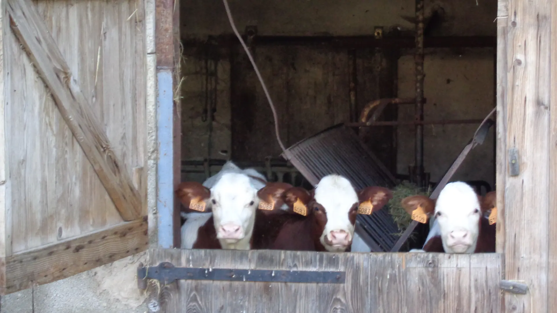 Veaux de la ferme du Perron