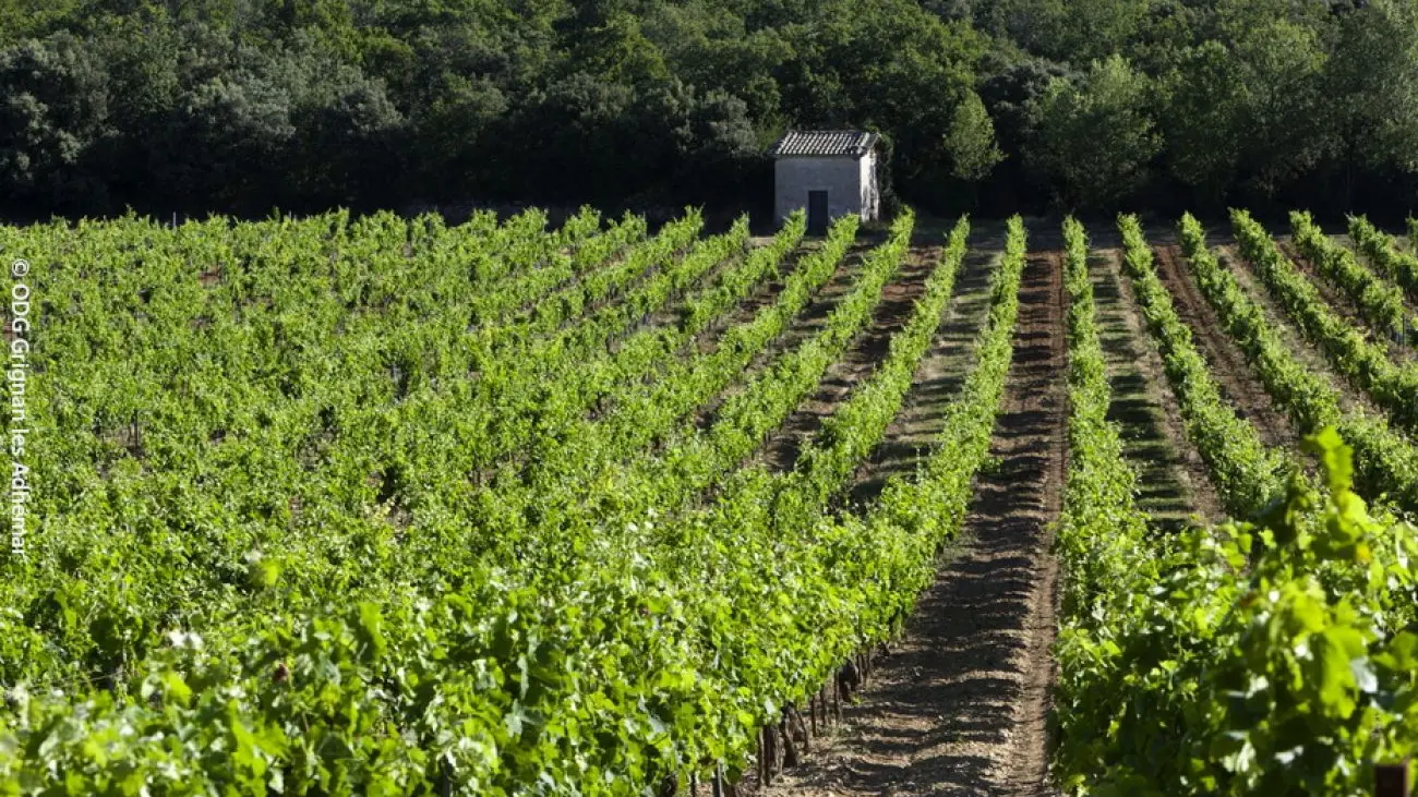 Des vignes et des cabanons