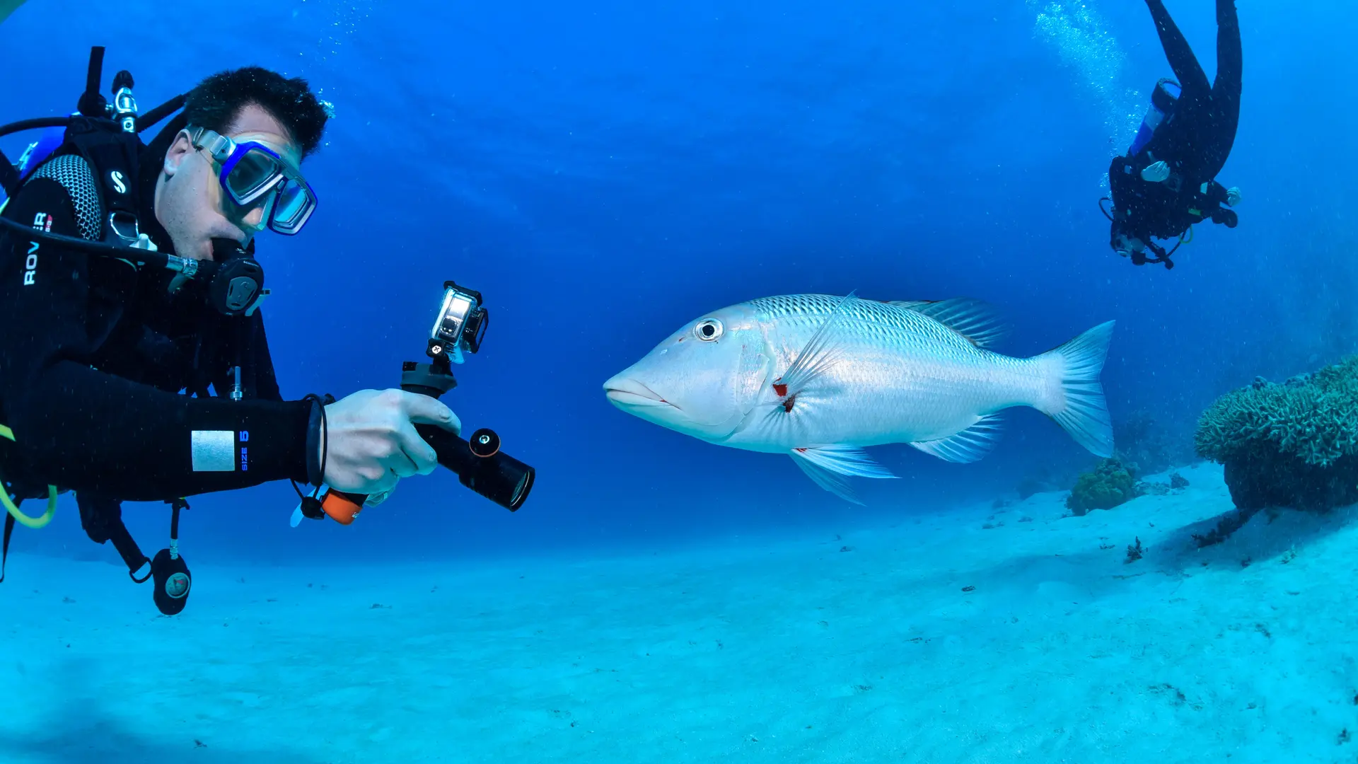 Plongée avec Odyssey Diving