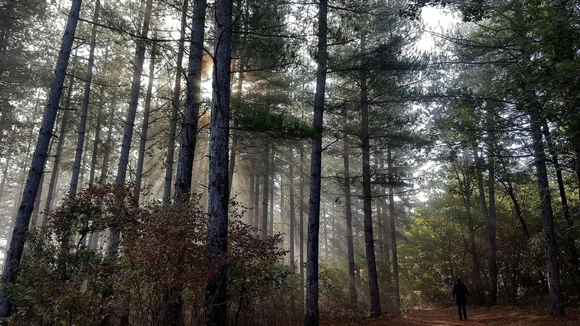 Ambiance mystérieuse dans le Bois de la Garenne