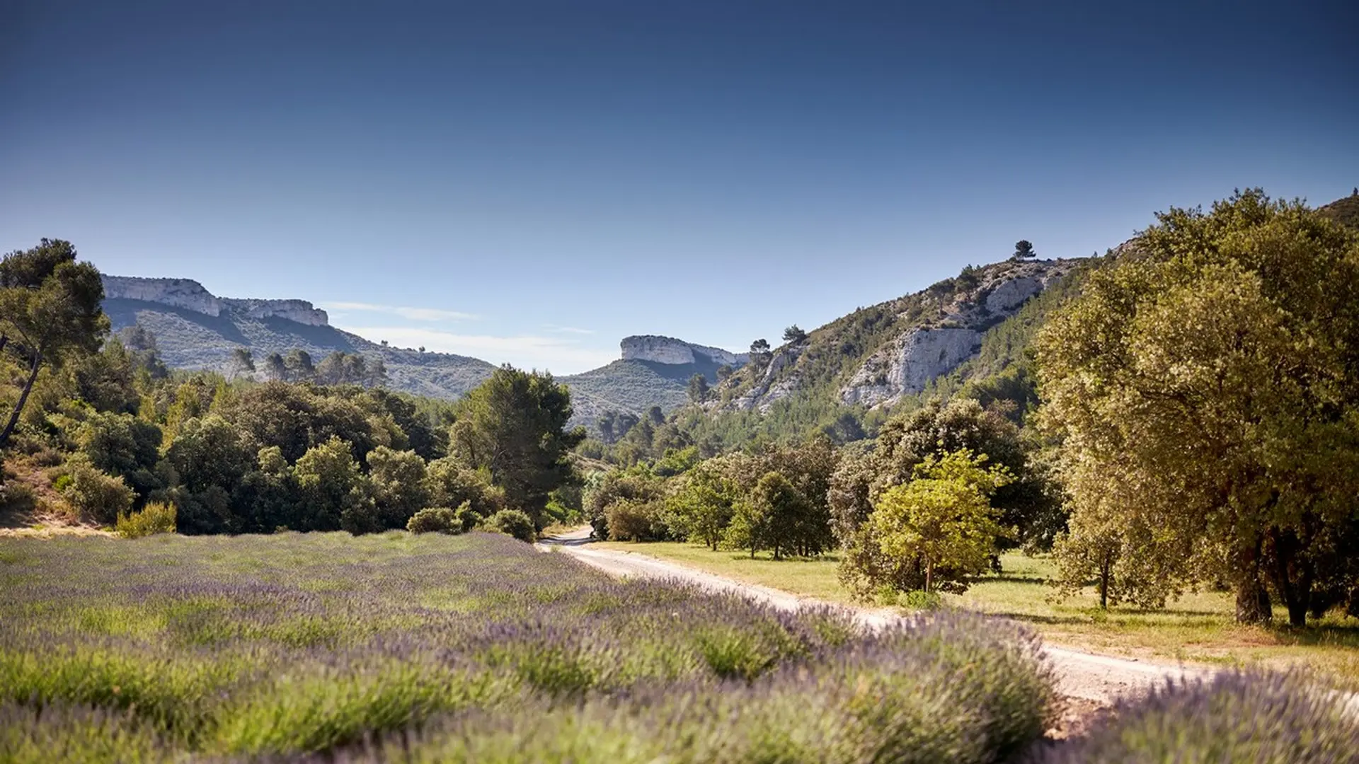 Domaine de l'Abbaye Sainte-Marie de Pierredon Mouriès paysage
