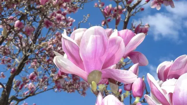 Voila pourquoi notre gite s'appelle GITE MAGNOLIA ;
L'arbre se trouve a l'entrée de notre maison