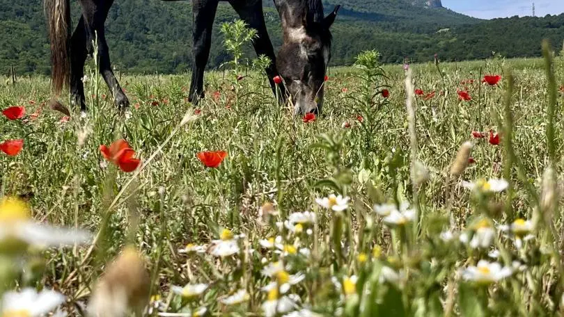 Le bonheur est dans le prêt au gîte