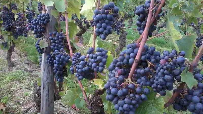 Domaine Sérol