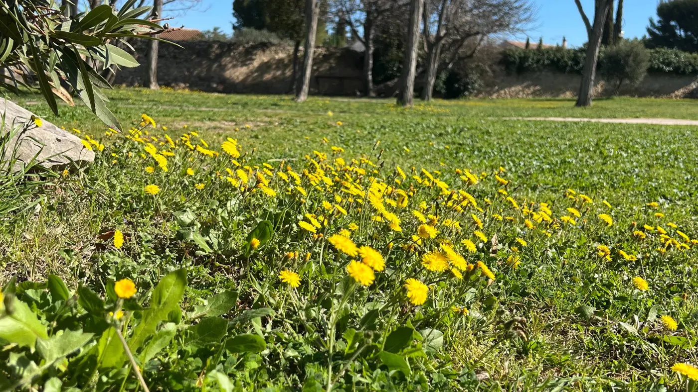 Flowers-in-the-park-of-the-peyre-mill