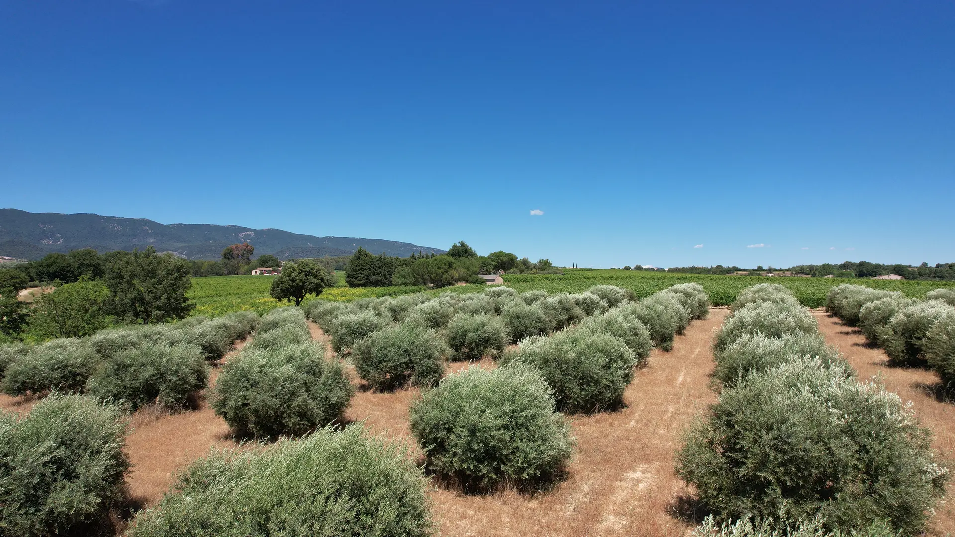 Olives de la Terrasse d'Adrien