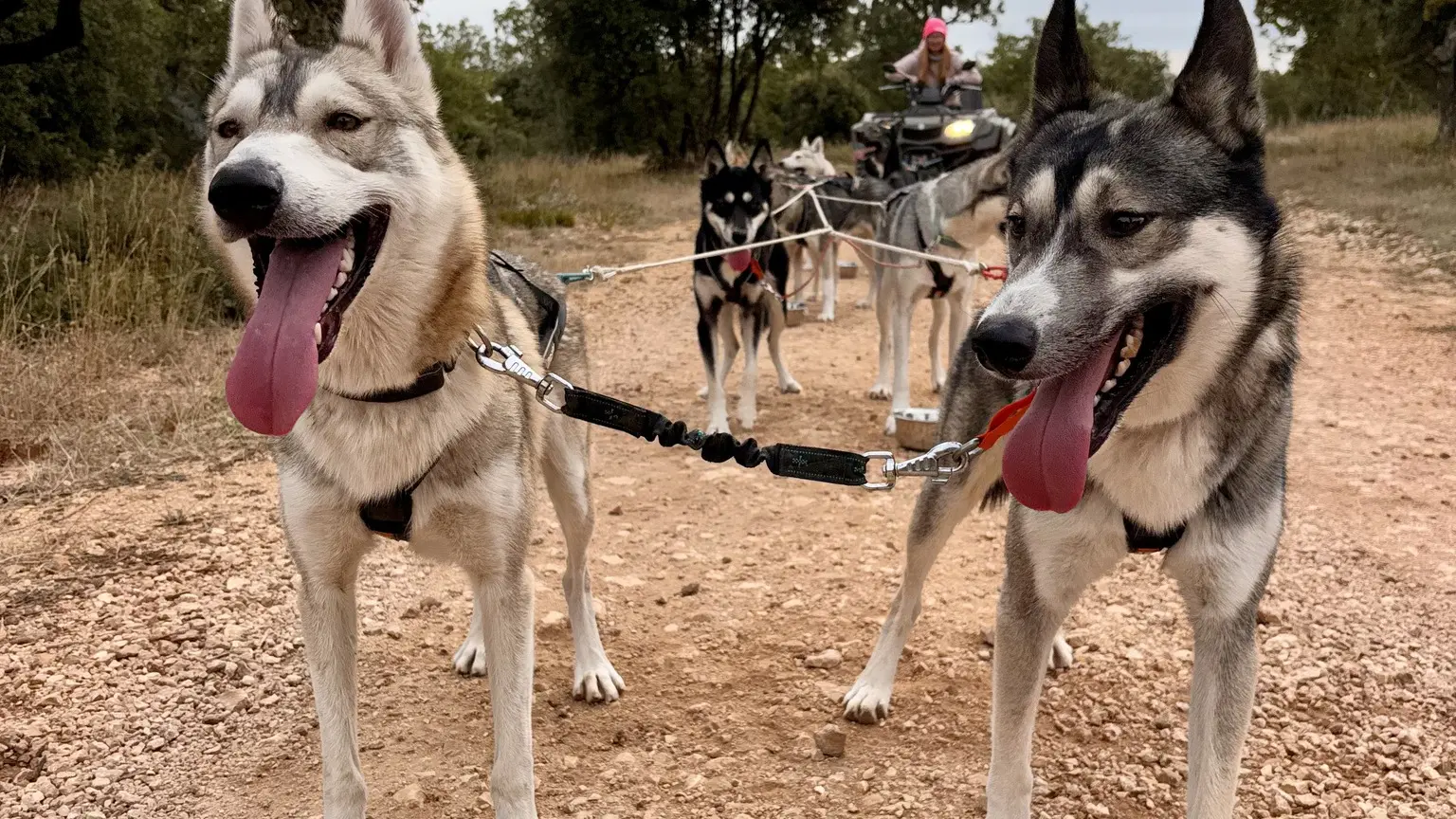 Chiens de traineaux