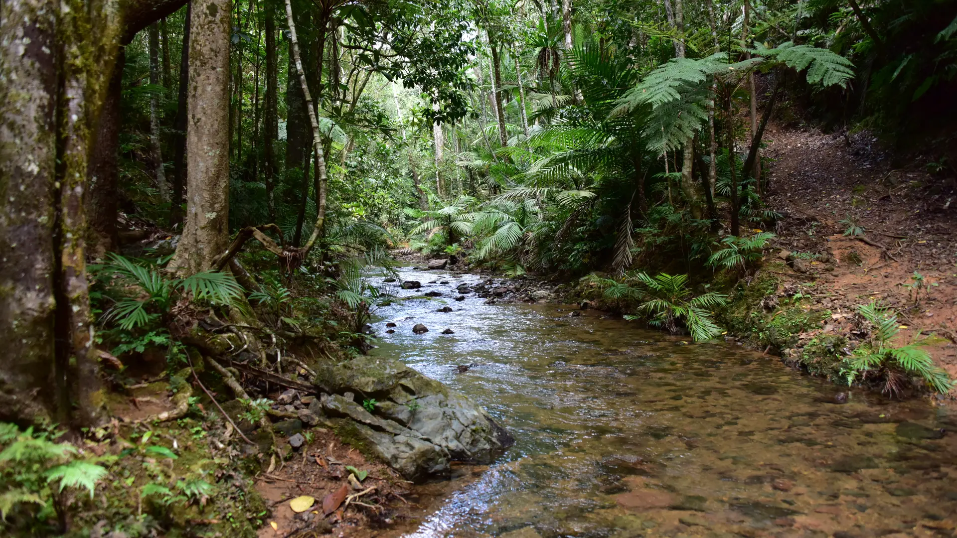Creek au coeur de la forêt humide