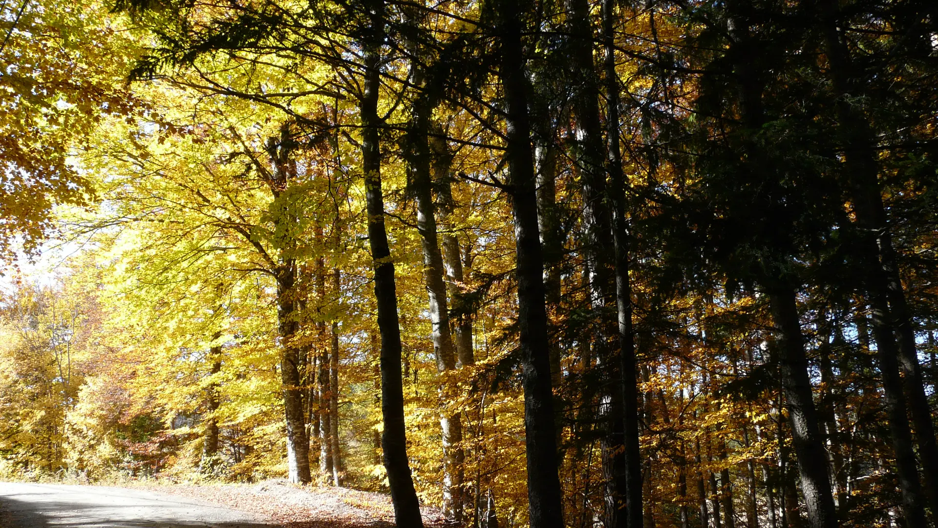 Forêt du Vernet