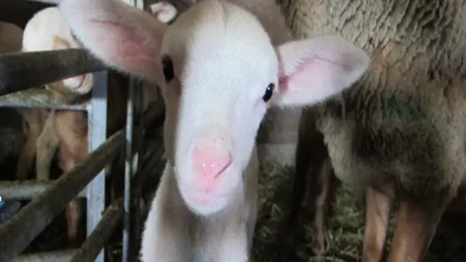 la ferme du cheiron