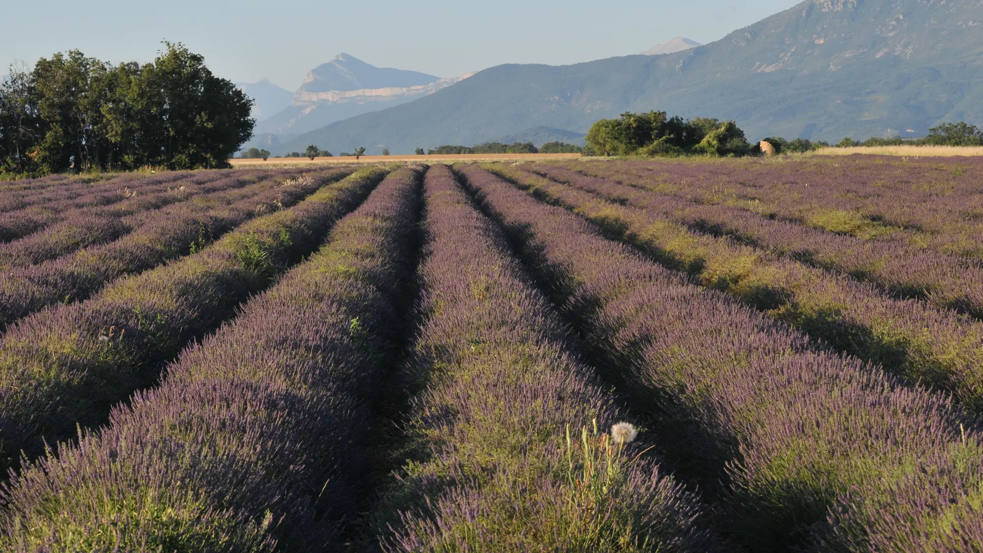 Du champ au flacon