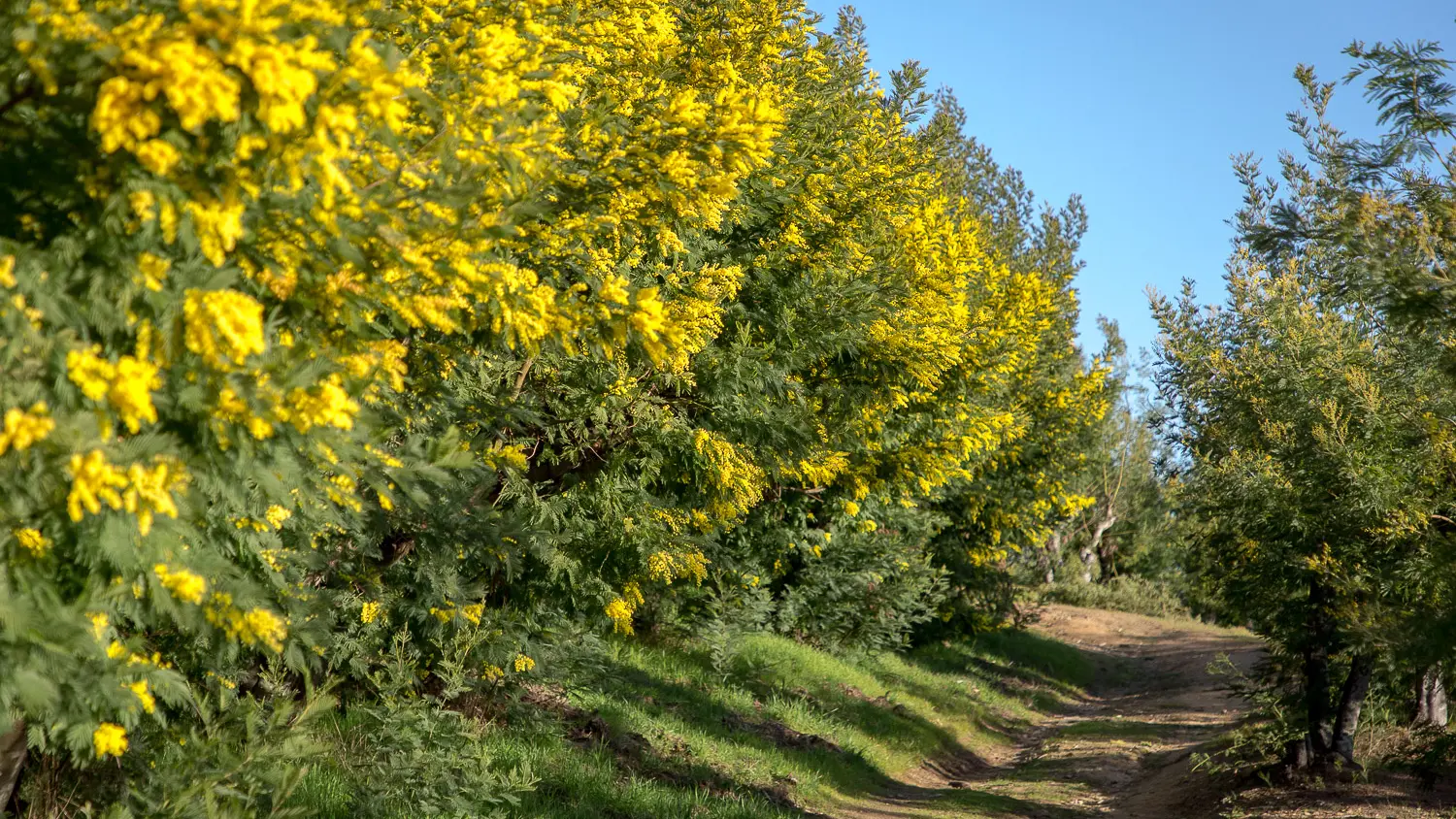 Chemin dans Massif de Tanneron