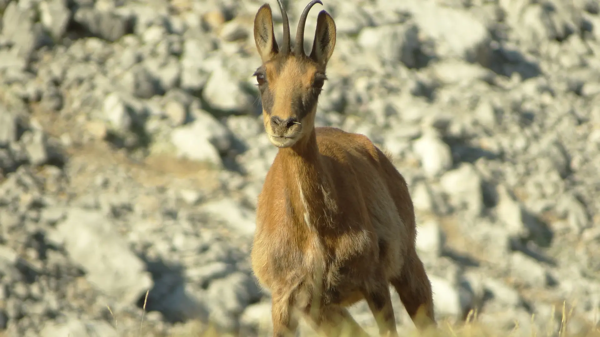 Chamois