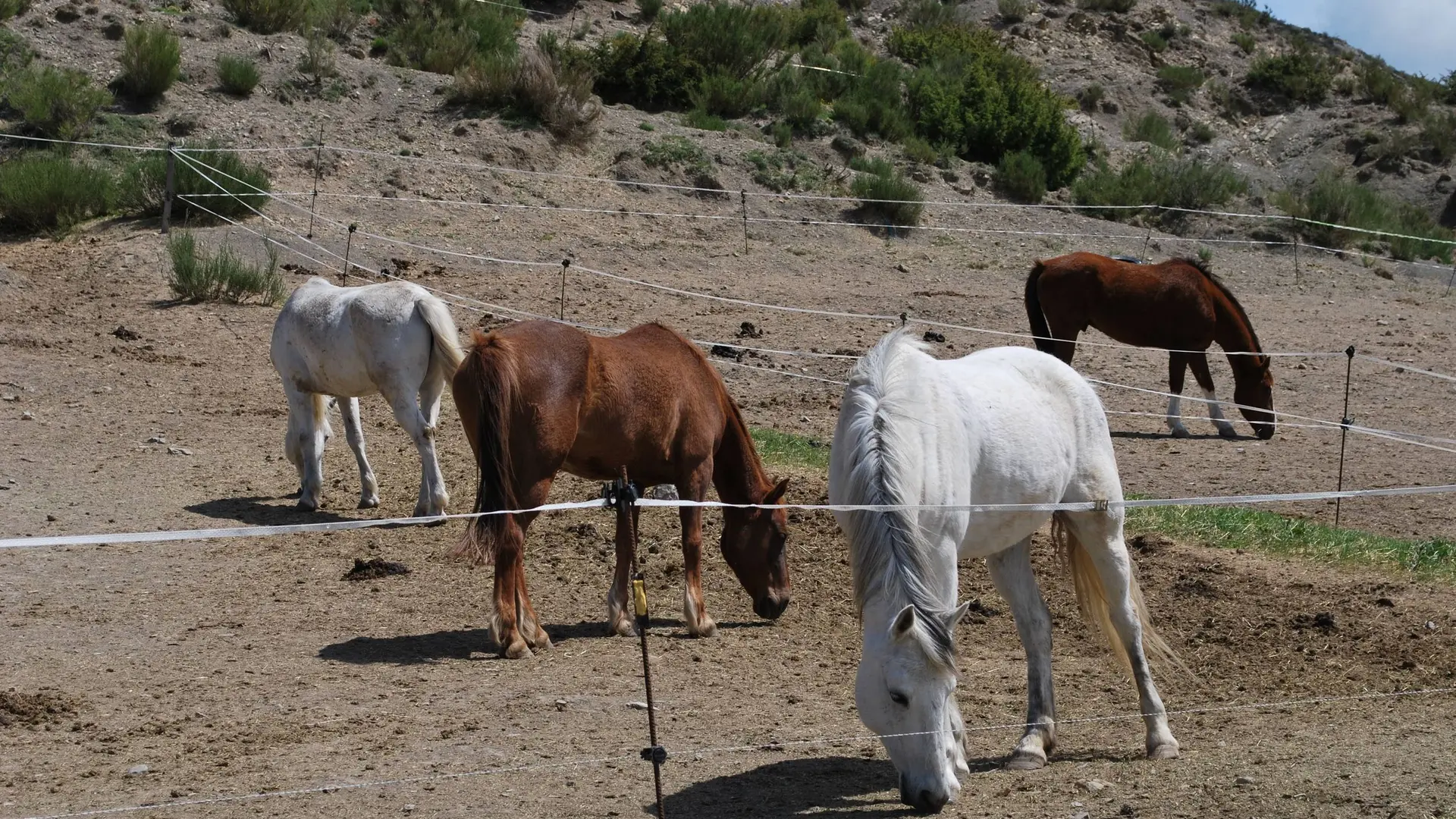 Les chevaux de Savournon