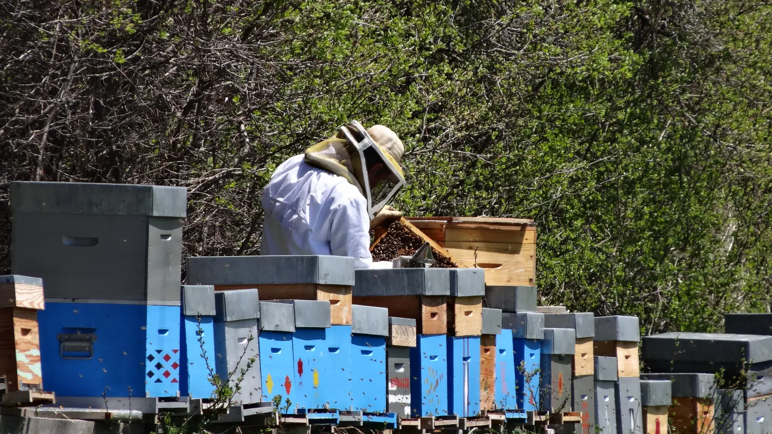Miellerie de l'Oseraie, St Julien en Champsaur