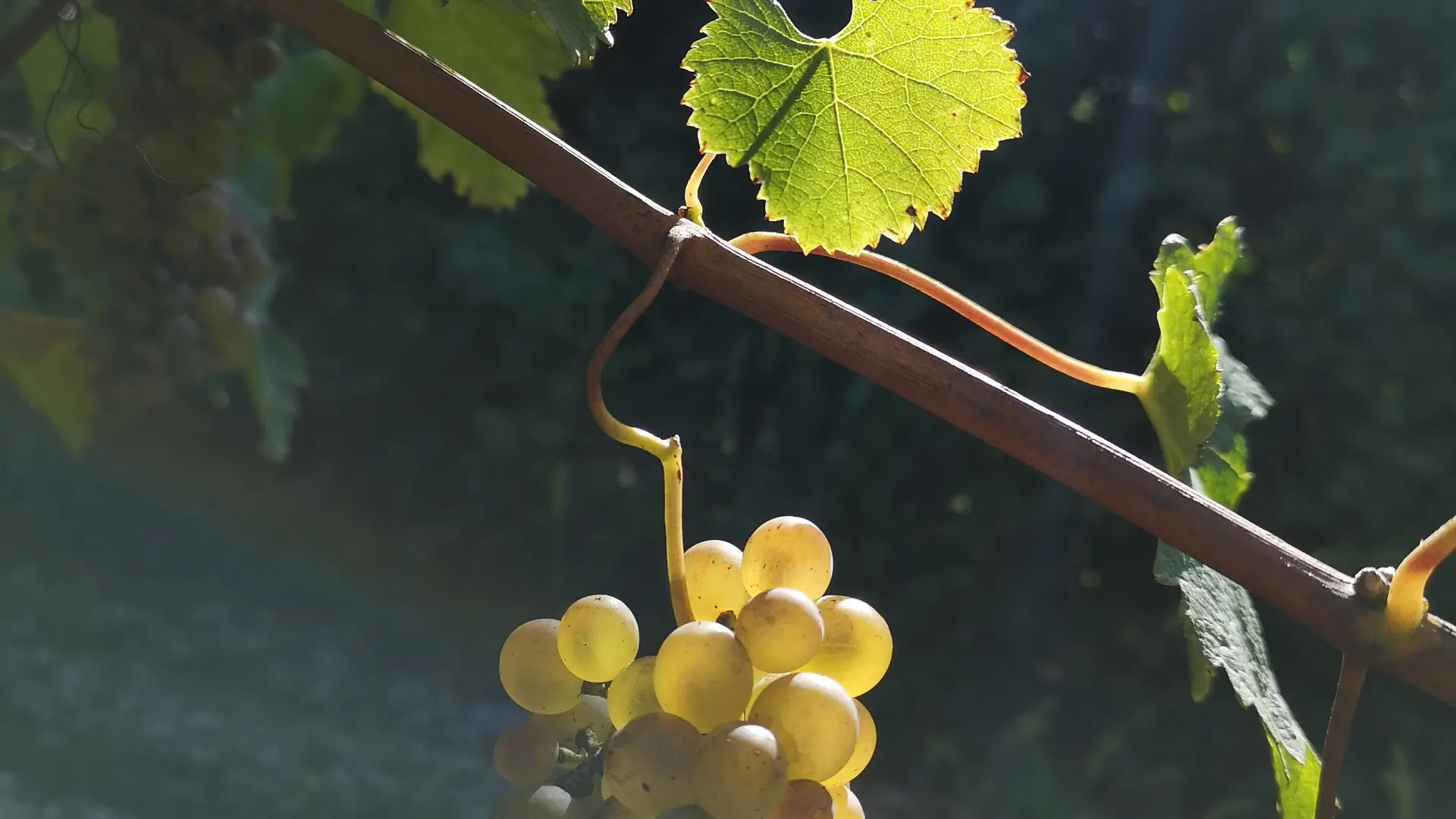 Grappe d'Altesse