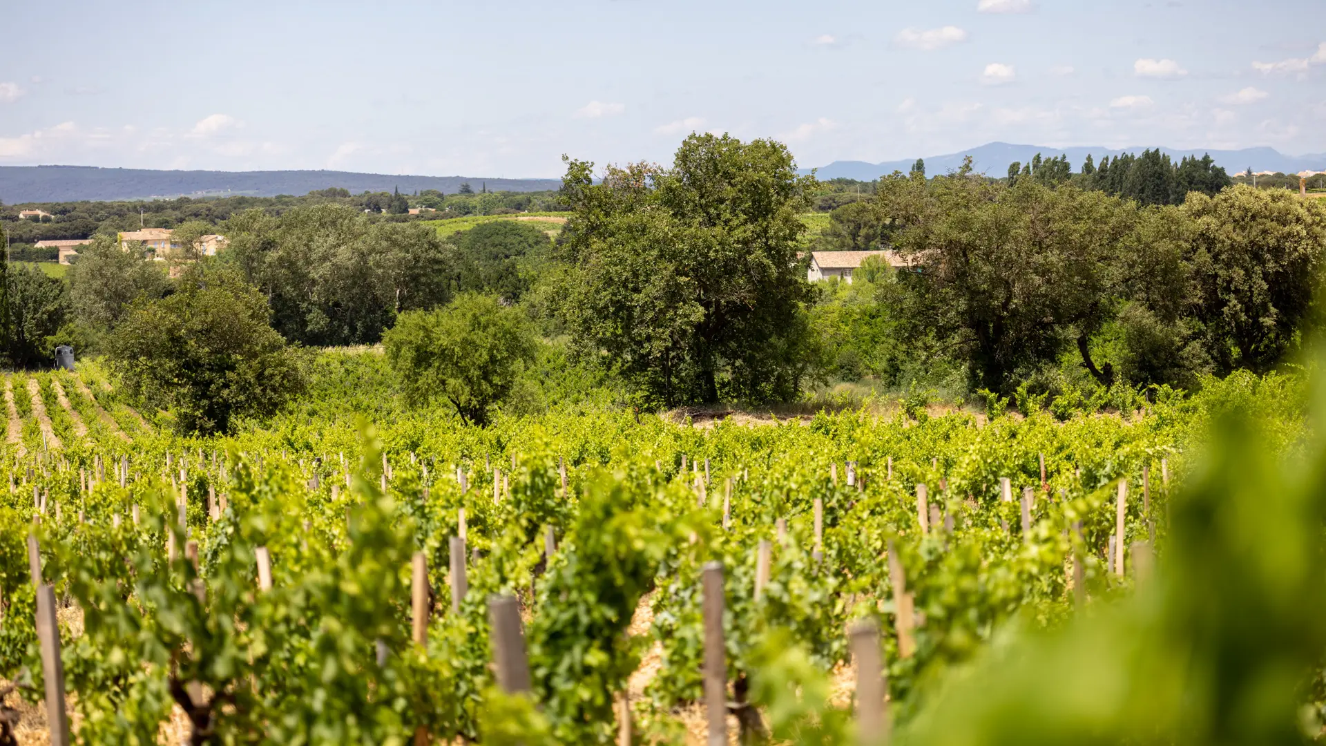 Domaine le Prieuré des Papes