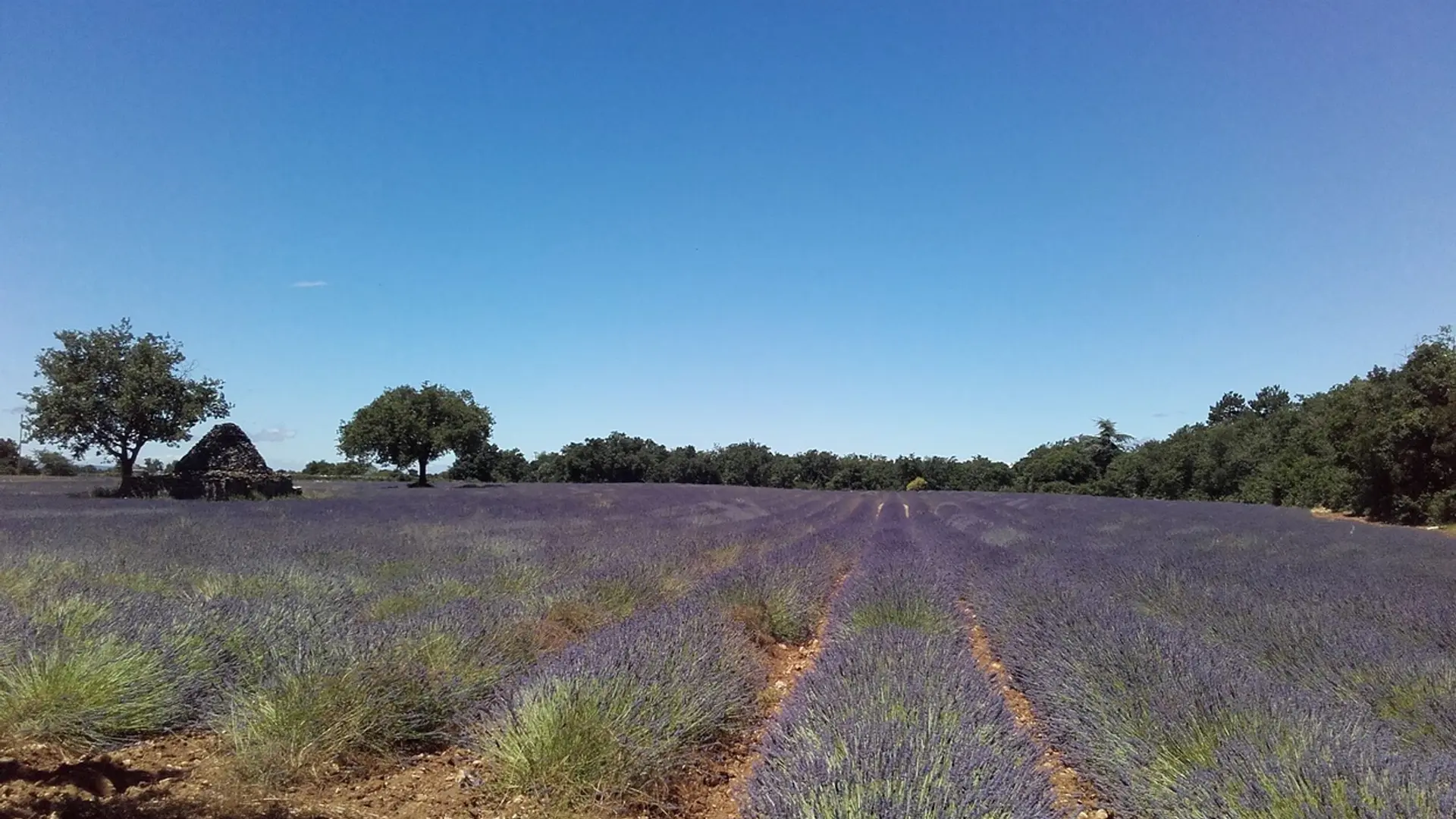 Borie noyée au milieu des lavadins