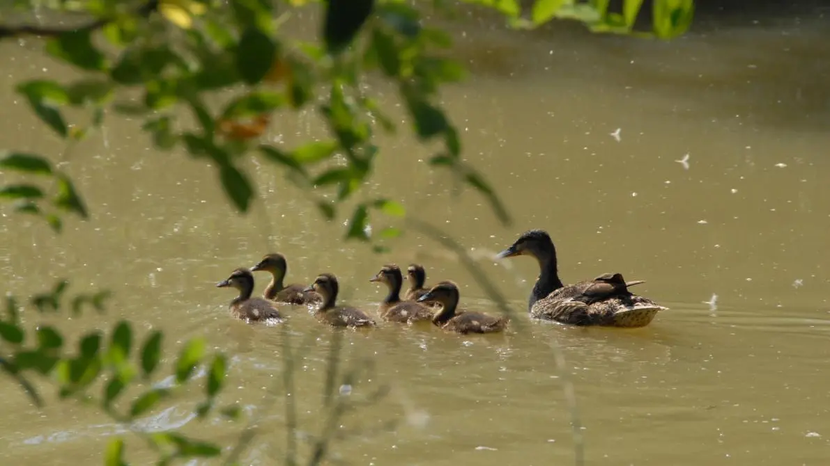 MES PETITS CANARDS