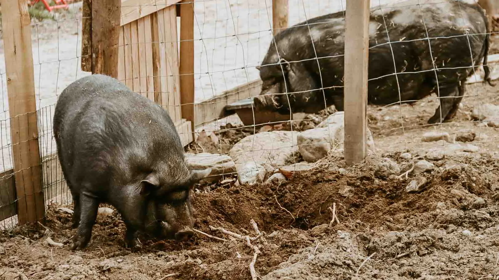 Les cochons de la ferme pédagogique