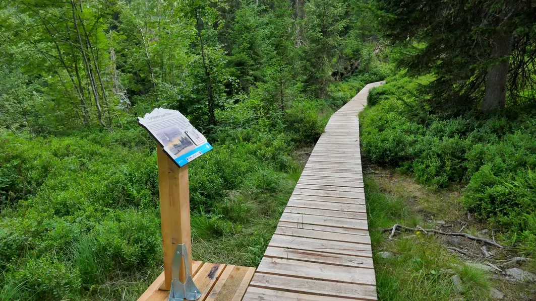 Sentier des Arpelières sur la faune des Tourbières