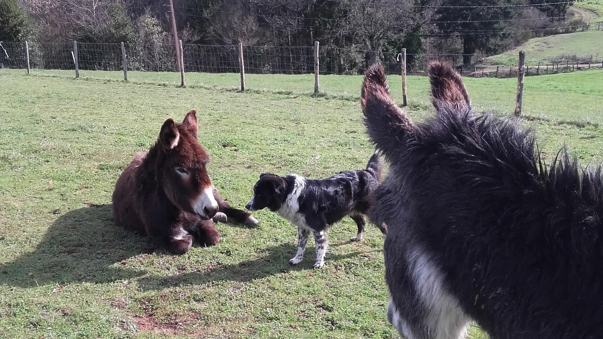 le terrain des animaux