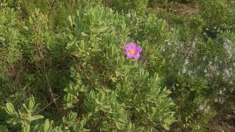 les fleurs de la Montagnette en automne