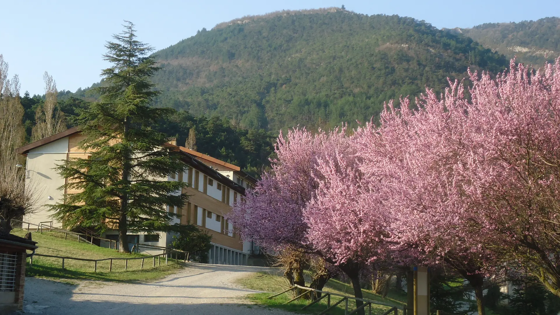 Bâtiment et arbres en fleurs