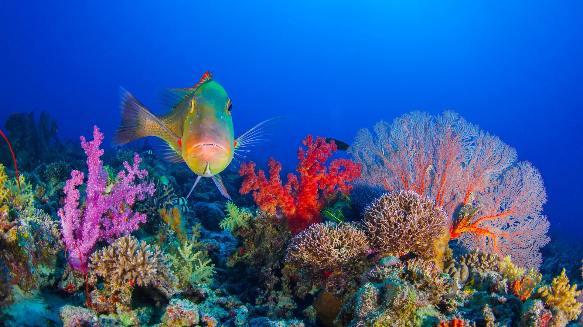 Plongée avec Odyssey Diving