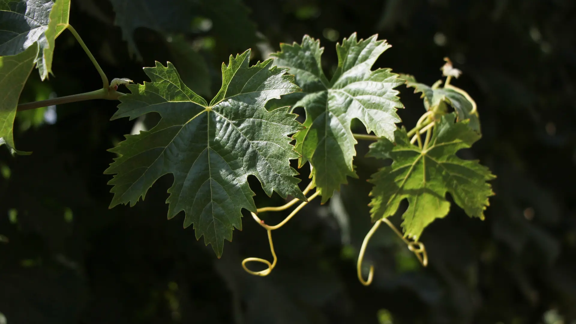 Domaine de l'Estagnol