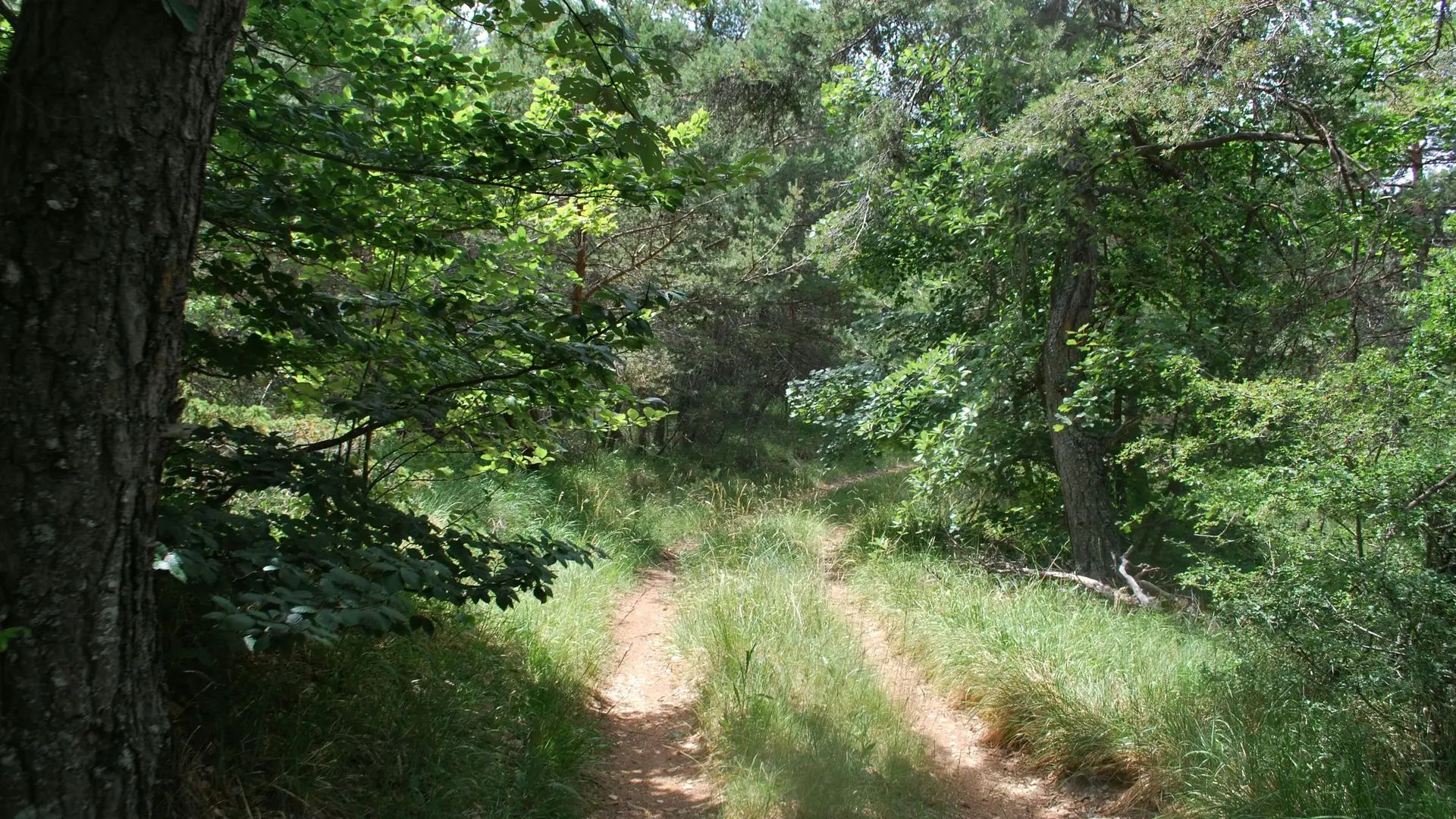 Portion ombragée en sous-bois