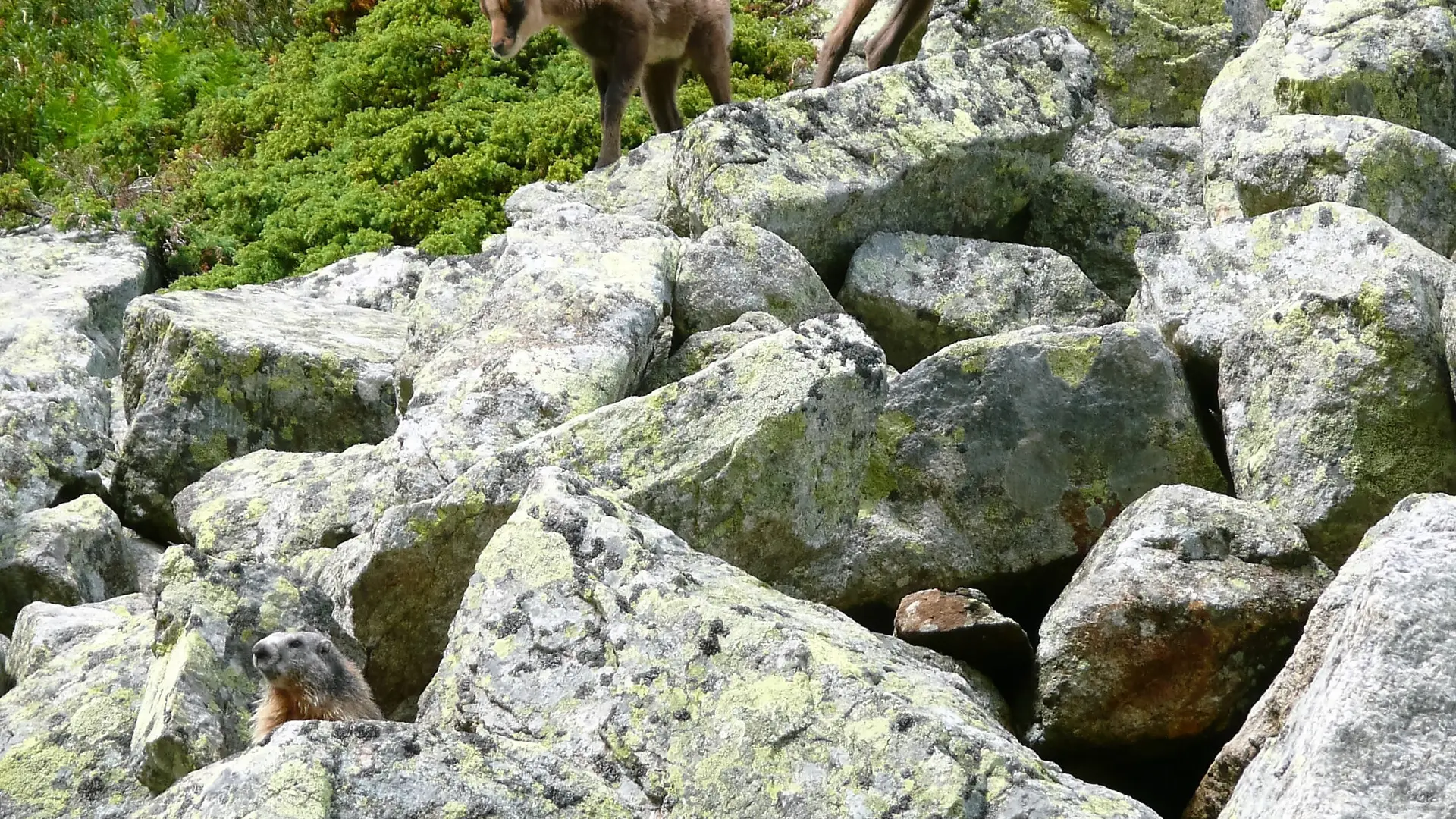 Réserve Orlu isards et marmottes